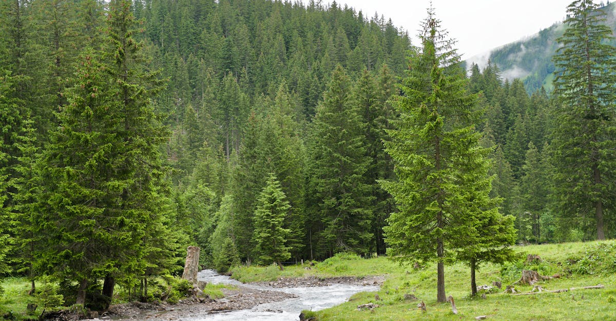 Essential Steps for Cleanup After Restumping