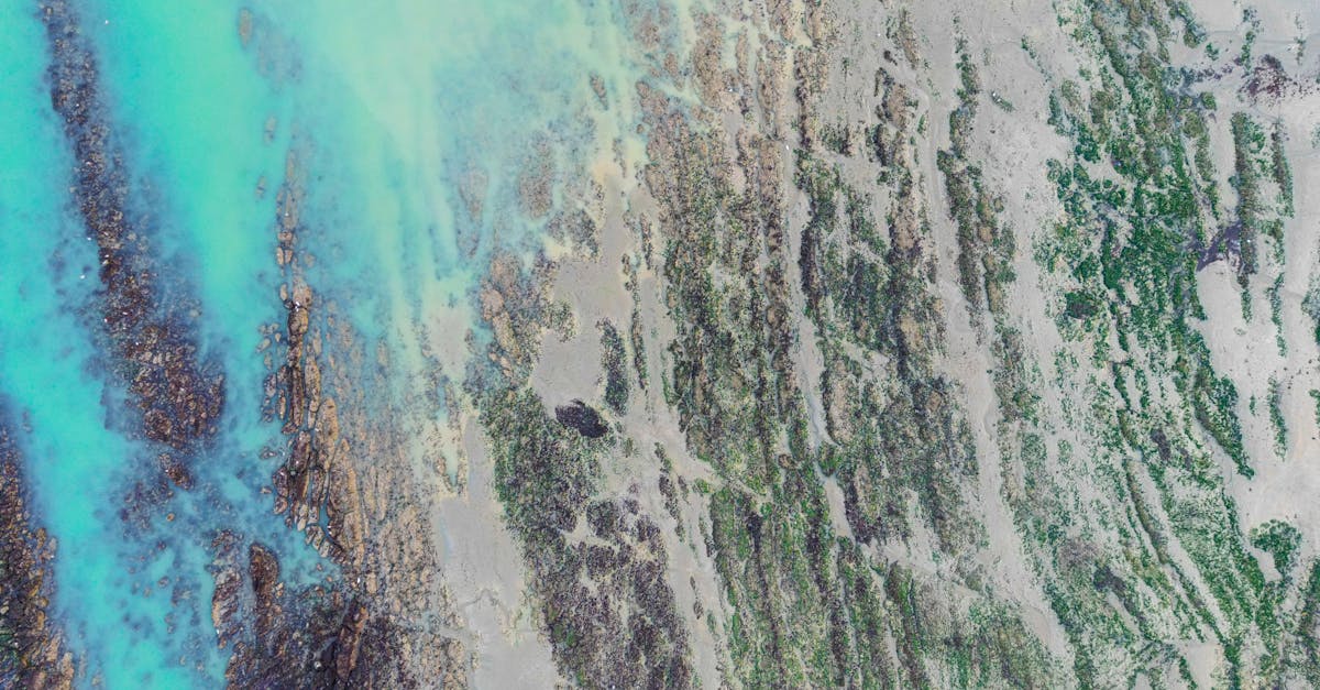 Techniques for Assessing Stump Integrity in Residential Properties